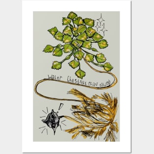 Invasive Water Chestnut Posters and Art